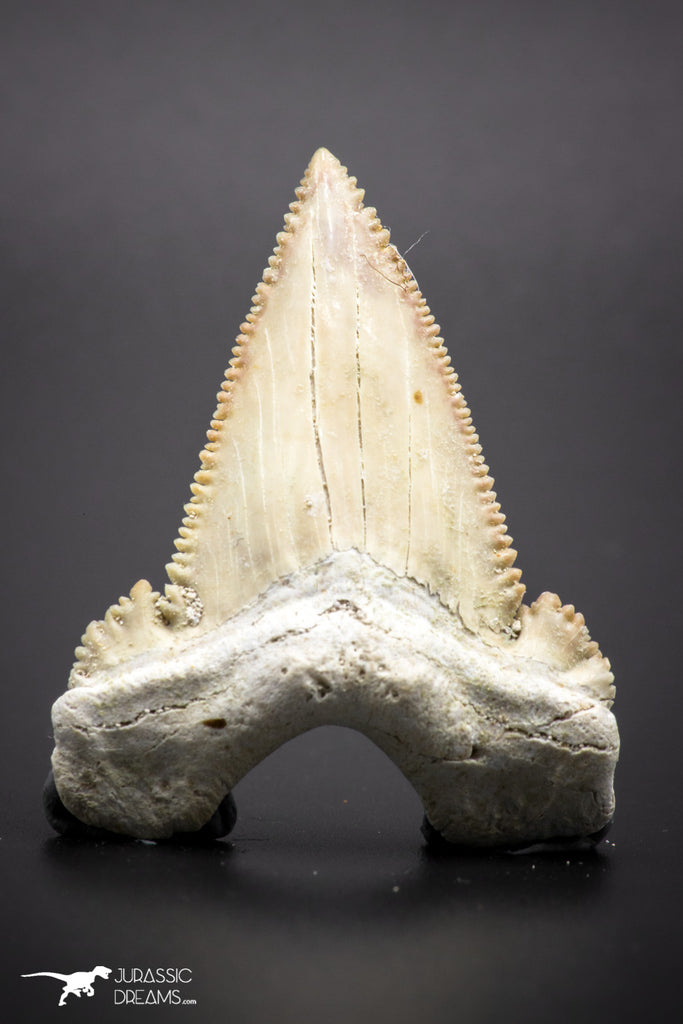 04353 - Strongly Serrated 1.75 Inch Palaeocarcharodon orientalis (Pygmy white Shark) Tooth