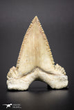 04353 - Strongly Serrated 1.75 Inch Palaeocarcharodon orientalis (Pygmy white Shark) Tooth