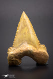 04354 - Strongly Serrated 1.61 Inch Palaeocarcharodon orientalis (Pygmy white Shark) Tooth
