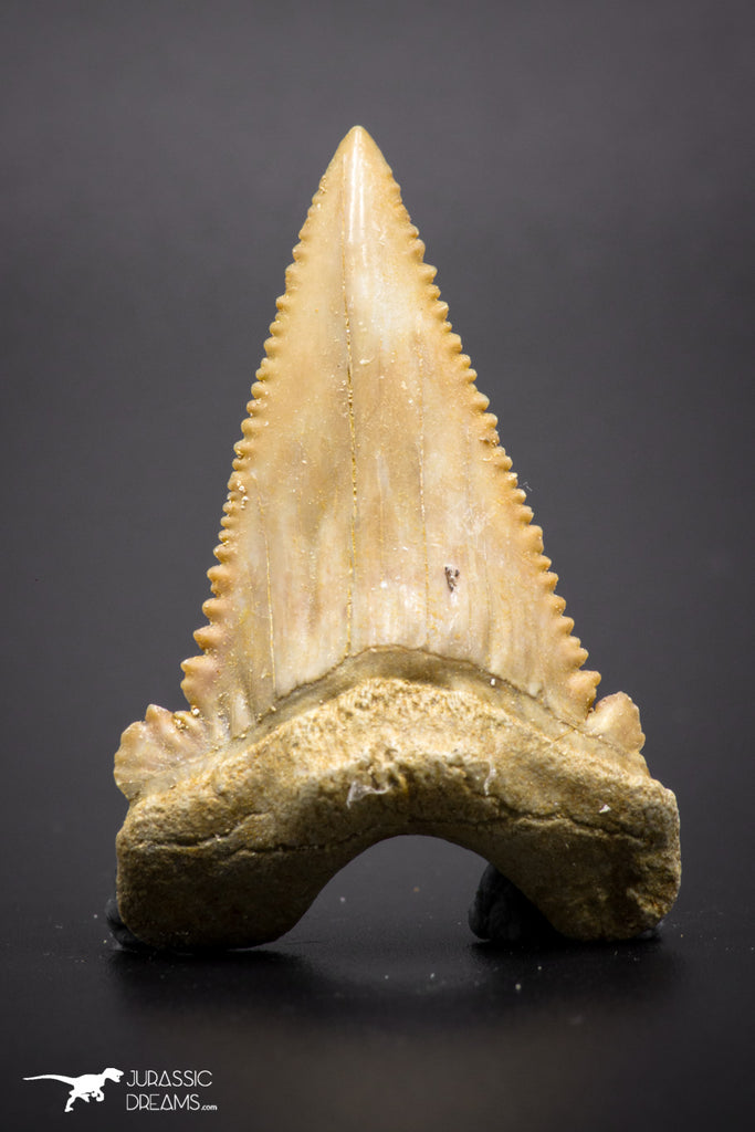 04355 - Strongly Serrated 1.71 Inch Palaeocarcharodon orientalis (Pygmy white Shark) Tooth