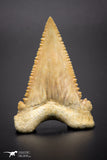 04355 - Strongly Serrated 1.71 Inch Palaeocarcharodon orientalis (Pygmy white Shark) Tooth