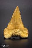 04356 - Strongly Serrated 1.64 Inch Palaeocarcharodon orientalis (Pygmy white Shark) Tooth