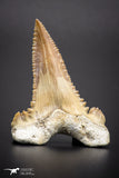04357 - Strongly Serrated 1.87 Inch Palaeocarcharodon orientalis (Pygmy white Shark) Tooth