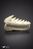 04374 - Beautiful Well Preserved 0.70 Inch Hexanchus microdon Shark Tooth