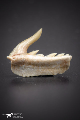 04376 - Beautiful Well Preserved 0.53 Inch Weltonia ancistrodon Shark Tooth