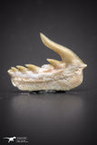 04376 - Beautiful Well Preserved 0.53 Inch Weltonia ancistrodon Shark Tooth