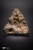 04408 - Unclassified NWA 37 g Chondrite L-H Type Meteorite Sahara Fall