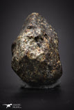 04416 - Unclassified NWA 21 g Chondrite L-H Type Meteorite Sahara Fall