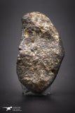 04429 - Unclassified NWA 16 g Chondrite L-H Type Meteorite Sahara Fall