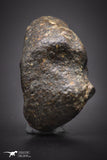 04429 - Unclassified NWA 16 g Chondrite L-H Type Meteorite Sahara Fall