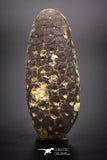 04467- Top Rare Fossilized Silicified Pine Cone EQUICALASTROBUS Eocene Sahara Desert