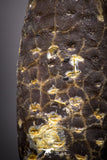 04467- Top Rare Fossilized Silicified Pine Cone EQUICALASTROBUS Eocene Sahara Desert