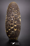 04467- Top Rare Fossilized Silicified Pine Cone EQUICALASTROBUS Eocene Sahara Desert