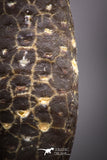 04467- Top Rare Fossilized Silicified Pine Cone EQUICALASTROBUS Eocene Sahara Desert