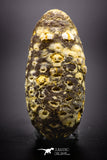 04469- Top Rare Fossilized Silicified Pine Cone EQUICALASTROBUS Eocene Sahara Desert