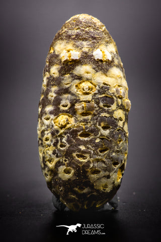 04469- Top Rare Fossilized Silicified Pine Cone EQUICALASTROBUS Eocene Sahara Desert