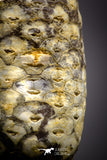 04469- Top Rare Fossilized Silicified Pine Cone EQUICALASTROBUS Eocene Sahara Desert
