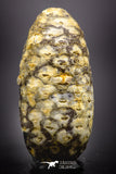 04469- Top Rare Fossilized Silicified Pine Cone EQUICALASTROBUS Eocene Sahara Desert