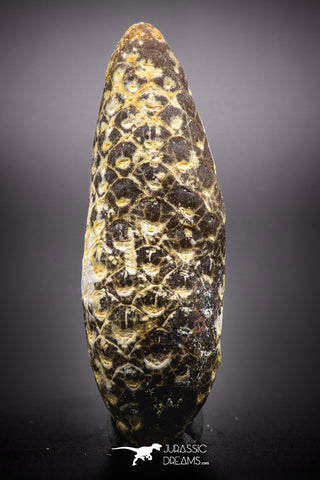 04470- Top Rare Fossilized Silicified Pine Cone EQUICALASTROBUS Eocene Sahara Desert invertebrates