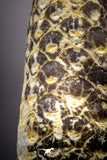 04470- Top Rare Fossilized Silicified Pine Cone EQUICALASTROBUS Eocene Sahara Desert invertebrates