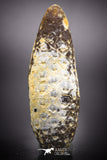 04470- Top Rare Fossilized Silicified Pine Cone EQUICALASTROBUS Eocene Sahara Desert invertebrates