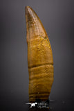04488 - Top Rare Rooted 1.64 Inch Unidentified "Dog-faced" Crocodile Tooth From KemKem