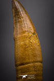 04488 - Top Rare Rooted 1.64 Inch Unidentified "Dog-faced" Crocodile Tooth From KemKem