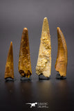 04502 - Top Quality Collection of 4 Cretaceous Pterosaur Teeth Coloborhynchus