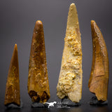 04502 - Top Quality Collection of 4 Cretaceous Pterosaur Teeth Coloborhynchus