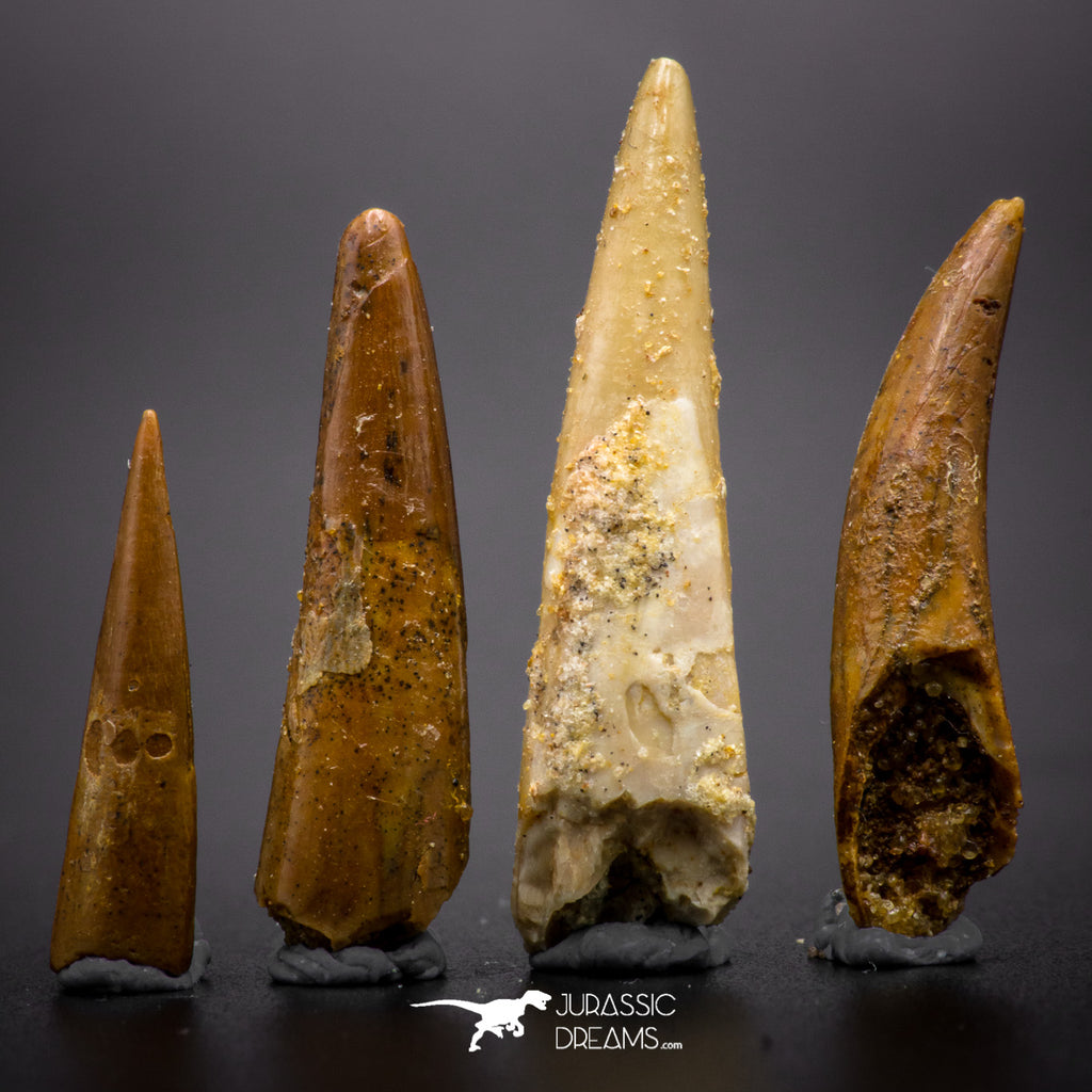 04502 - Top Quality Collection of 4 Cretaceous Pterosaur Teeth Coloborhynchus