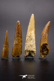 04502 - Top Quality Collection of 4 Cretaceous Pterosaur Teeth Coloborhynchus