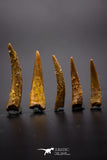 04504 - Top Quality Collection of 5 Cretaceous Pterosaur Teeth Coloborhynchus