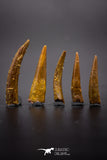 04504 - Top Quality Collection of 5 Cretaceous Pterosaur Teeth Coloborhynchus