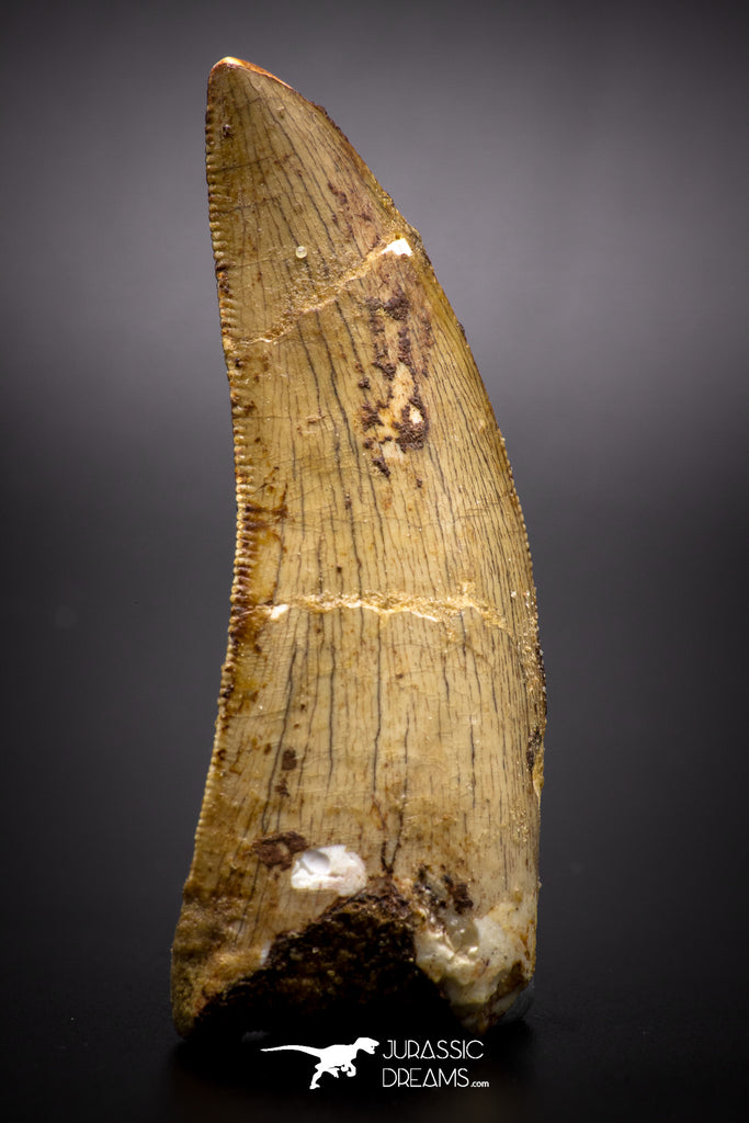04522 - Finest Quality Serrated 2.37 Inch Carcharodontosaurus Dinosaur Tooth KemKem