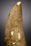 04522 - Finest Quality Serrated 2.37 Inch Carcharodontosaurus Dinosaur Tooth KemKem