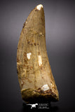 04522 - Finest Quality Serrated 2.37 Inch Carcharodontosaurus Dinosaur Tooth KemKem