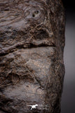 04538 - Unclassified NWA 1349 g Chondrite L-H Type Meteorite Sahara Fall