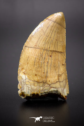 04539 - Finest Quality Serrated 1.84 Inch Carcharodontosaurus Dinosaur Tooth KemKem