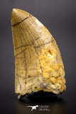 04539 - Finest Quality Serrated 1.84 Inch Carcharodontosaurus Dinosaur Tooth KemKem