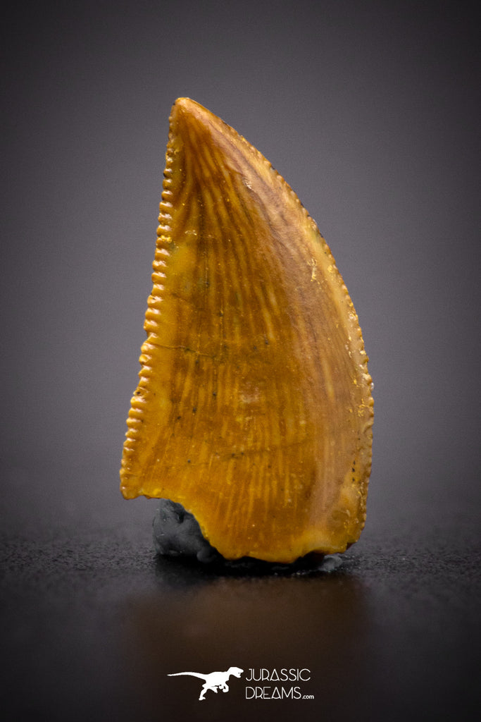 04563 - Top Serrated 0.55 Inch Dromaeosaur Raptor Tooth Cretaceous KemKem