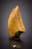 04563 - Top Serrated 0.55 Inch Dromaeosaur Raptor Tooth Cretaceous KemKem