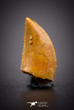 04564 - Top Serrated 0.53 Inch Dromaeosaur Raptor Tooth Cretaceous KemKem