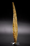 04567 - Top Quality 5.74 Inch Hybodus Shark Dorsal Spine KemKem