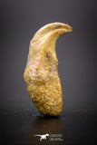 04572 - Top Rare Undescribed Pharyngeal Tooth Of Unidentified Cretaceous Fish KemKem