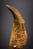 04573 - Top Rare Undescribed Pharyngeal Tooth Of Unidentified Cretaceous Fish KemKem