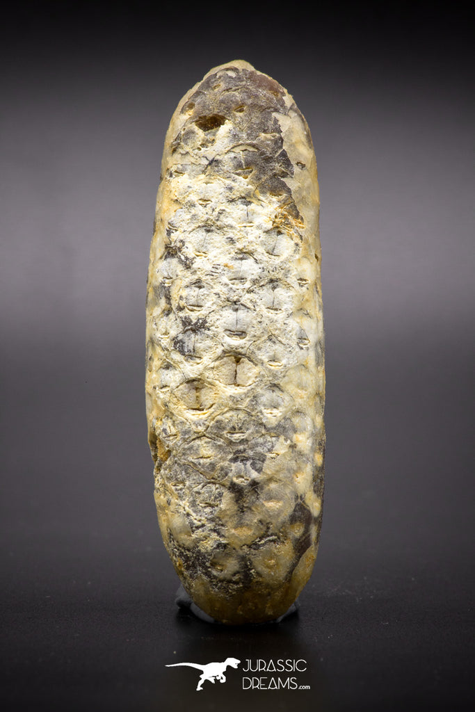 04574 - Top Rare Fossilized Silicified Pine Cone EQUICALASTROBUS Eocene Sahara Desert
