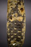 04574 - Top Rare Fossilized Silicified Pine Cone EQUICALASTROBUS Eocene Sahara Desert