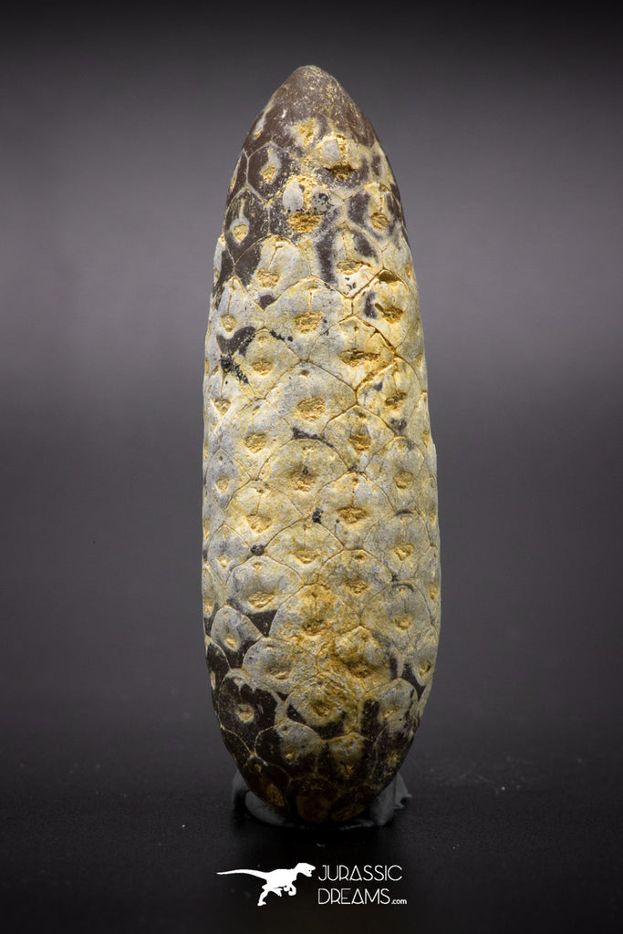 04575 - Top Rare Fossilized Silicified Pine Cone EQUICALASTROBUS Eocene Sahara Desert