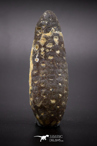 04576 - Top Rare Fossilized Silicified Pine Cone EQUICALASTROBUS Eocene Sahara Desert