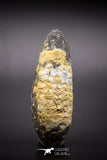 04576 - Top Rare Fossilized Silicified Pine Cone EQUICALASTROBUS Eocene Sahara Desert